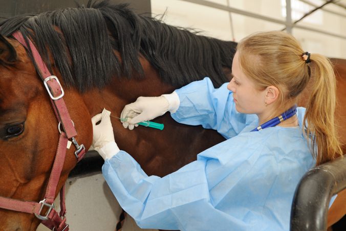 Vacunas necesarias para los caballos