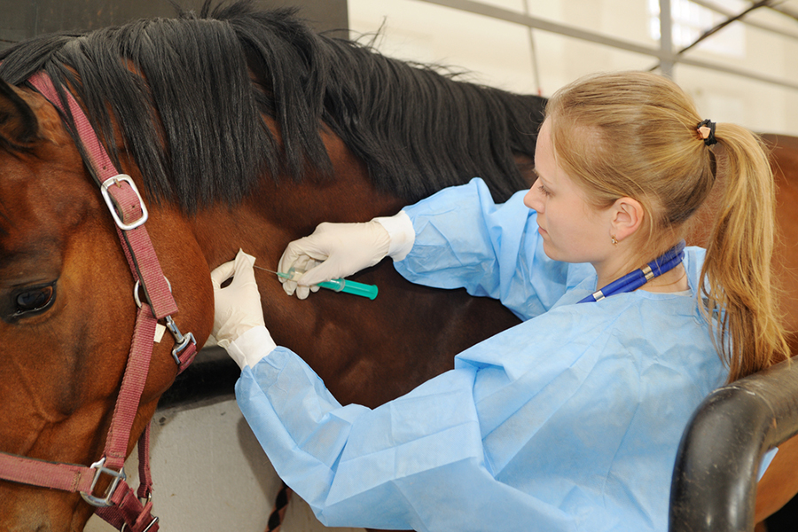 Vacunas necesarias para los caballos