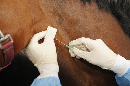 vacunas para caballos