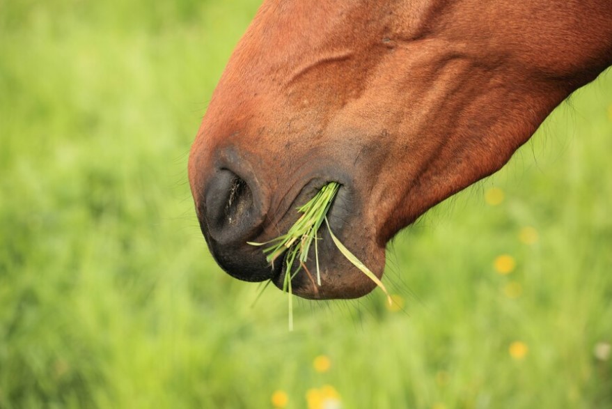 boca del caballo